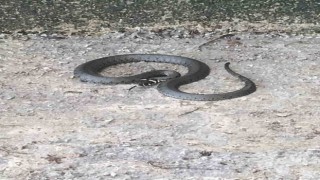 Sahilde görülen yılan cep telefonu ile görüntülendi