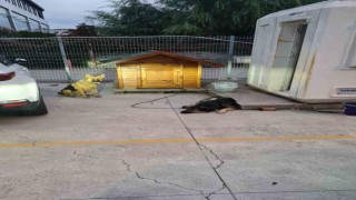 Sancaktepede lise öğrencisi köpek saldırısından son anda kurtuldu
