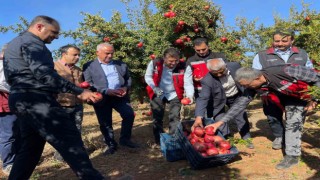 Şanlıurfada üretilen Hicaz Narı dünyaya ihraç ediliyor