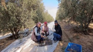 Sarıgölde zeytin hasadına başlandı
