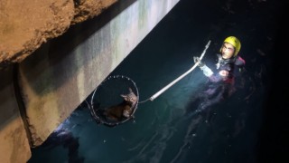 Sarıyerde denize düşen kediyi kurtarma operasyonu
