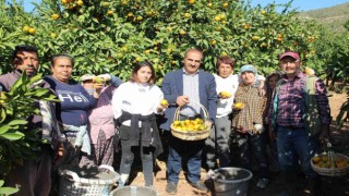 Satsuma mandalinanın ihracat yolculuğu 18 Ekimde başlıyor