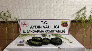 Sazlık içinde kenevir yetiştirmiş