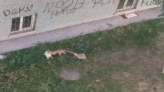 Şehrin ortasındaki tavuk hırsızı tilki