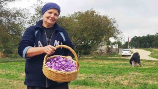 Serin hava ‘dünyanın en pahalı baharatında çiçeklenmeyi artırdı