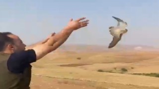 Şırnakta bulunan kerkenez kuşu doğal yaşam alanına bırakıldı