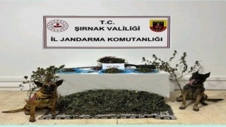 Şırnakta Jandarma ekiplerinden kaçakçılık operasyonu: 2 tutuklama