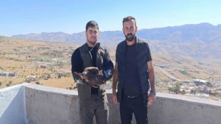 Şırnakta yaralı şahin tedavi altına alındı
