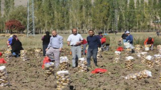 Sivaslı patates üreticisi aracıları ortadan kaldırdı, kendi üretip kendi satıyor