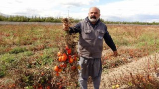 Soğuk hava tarlaları vurdu, tonlarca sebze dondu