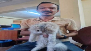 Söke İlçe Tarım ve Orman Müdürlüğünden sahipli hayvanlar için çip ve aşılama çağrısı