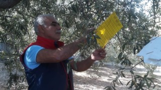 Sökede zeytin sineği tuzağı kontrolleri sürüyor