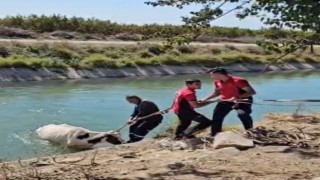 Sulama kanalına düşen ineği itfaiye kurtardı
