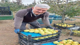 Sungurluda deveci armudu hasadı başladı