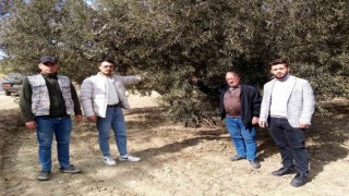 Susuzluk zeytin ağaçlarını da etkiledi