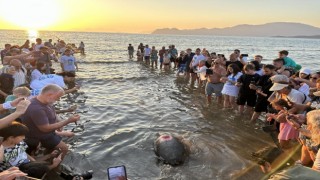 Tedavileri tamamlanan Carettalar denize kavuştu