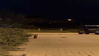 Tekirdağda şehir merkezinde dolaşan tilki şaşırttı