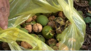 Tescilli Şebin cevizinde hasat başladı