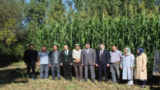 Tokatta ilk kez ekilen sorgum sudan otu melezi ekonomiye katkı sağlayacak