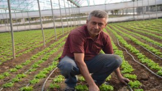 Türkiyenin marul ihtiyacının 5te 1i Marmaranın küçük Antalyasından karşılanıyor