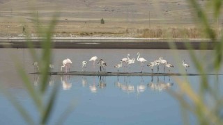 Ulaş Gölünde flamingo sürprizi, kuraklıkla boğuşan göl renklendi