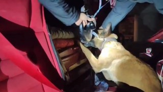 Uyuşturucu Mianın burnundan kaçamadı