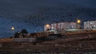 Vanda binlerce karga gökyüzünü kapladı