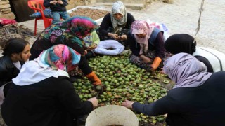 Vanda ceviz hasadı uzun sırıklarla yapılıyor