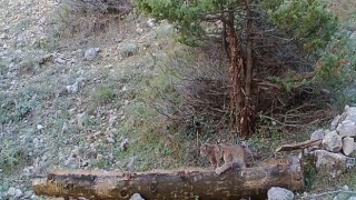 Vaşak yavruları fotokapana takıldı