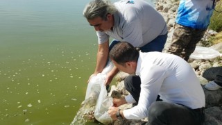 Yağmursuyu Göletine 10 bin yavru sazan salındı
