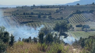 Yangın Zeytin Ağaçlarına Zarar Verdi