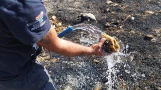 Yangında Alevlerin Arasında Kalan Kaplumbağa Kurtarıldı