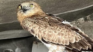 Yaralı Yılan Kartalı Tedavi Altına Alındı
