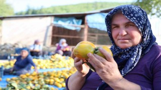 Yaş hurma 20, kurusu 200 lira