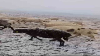 Yaylada otlayan koyunlar kar altında kaldı