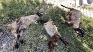 Yüksekovada başıboş köpekler koyunlara saldırdı