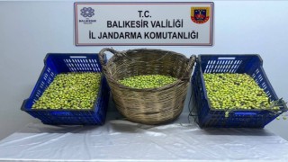 Zeytin hırsızları tutuklandı