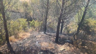 Zeytinlik alanda çıkan yangına havadan ve karadan müdahale edildi