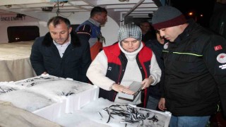 14 günde bin 120 ton hamsi sevk edildi