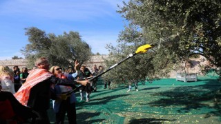 19. Ayvalık Uluslararası Zeytin Hasat Festivalinde ilk hasat Barbunun Çiftliğinde gerçekleşti