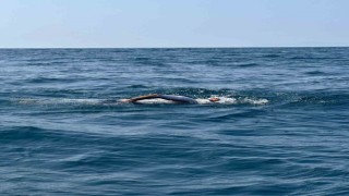 59 yaşındaki Türk, ultra maraton yüzücüsü olarak ilkler arasına girdi