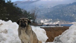 Abant Gölünde masalsı kış güzelliği