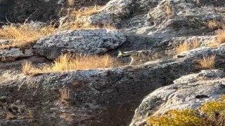 Adıyamanda çizgili sırtlan görüldü