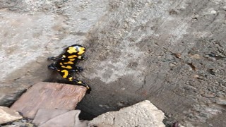 Adıyamanda sarı benekli semender görüldü