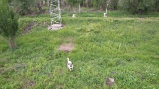Ankarada köpeklerin dron kovalamaca şovu gülümsetti