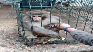 Antalyada izinsiz Rhesus Maymununu besleyen şahsa 8 bin 322 lira para cezası uygulandı