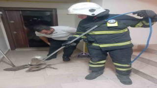 Apartmana giren tilki itfaiye ekiplerince yakalanarak doğaya salındı