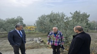 Asırlık zeytin ağaçları coğrafi işaretle tescillenecek