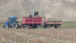 Aşkalede şeker pancarı hasadı