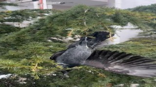 Ayağına ip dolanan karga ağaçta mahsur kaldı